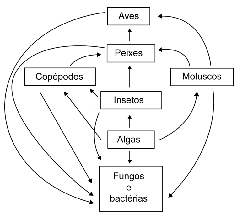 Diagrama de teia alimentar com algas, insetos, copépodes, moluscos, peixes, aves e decompositores ligados por setas.