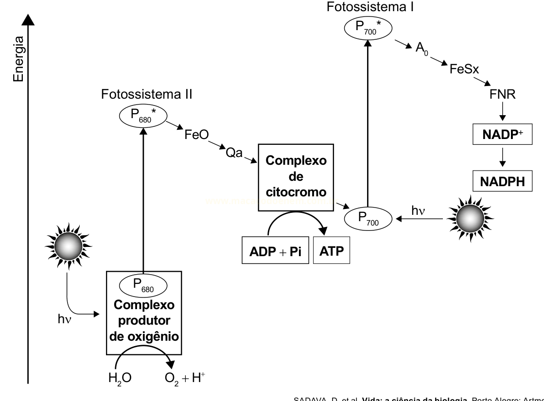 Diagrama do fluxo de elétrons na fotossíntese, dos fotossistemas II e I até a formação de ATP e NADPH.