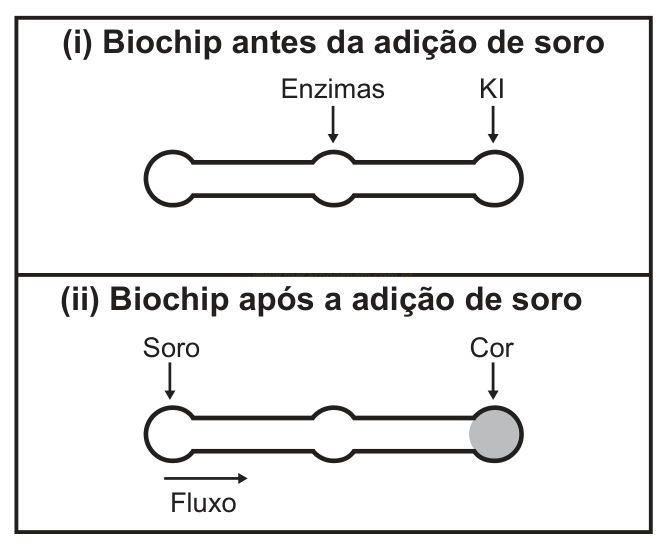 Esquema de um biochip em forma de haltere antes e depois da adição de soro, que produz cor em uma das extremidades.