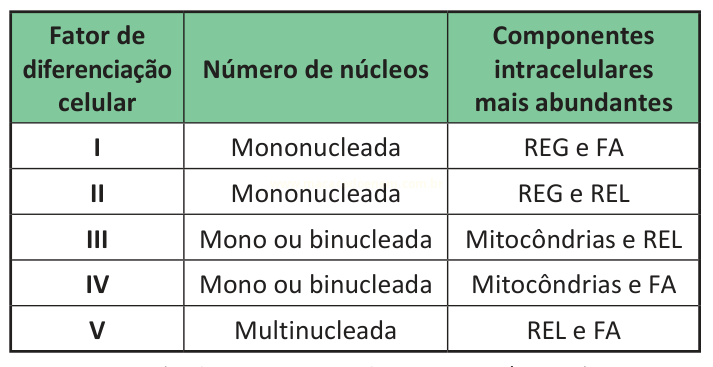 Tabela com fatores de diferenciação celular de I a V, número de núcleos e componentes intracelulares mais abundantes.