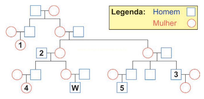 Heredograma com quadrados azuis representando homens e círculos vermelhos representando mulheres, com indivíduos numerados de 1 a 5 e um identificado por W.