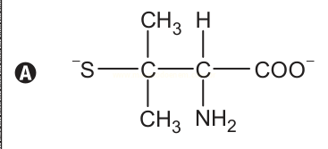 Estrutura química A com grupo tiolato, dois metil, amino e carboxilato.