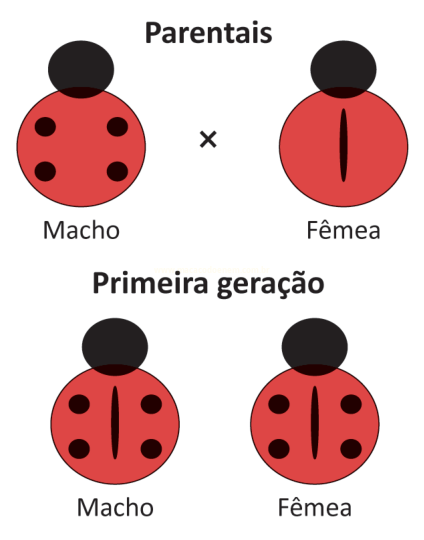Esquema de cruzamento entre joaninhas parentais e os descendentes da primeira geração.