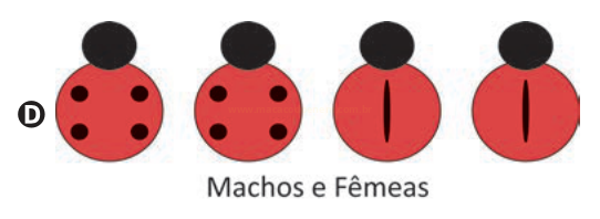 Quatro joaninhas, sendo duas com quatro manchas e duas apenas com a linha central, identificadas pela letra D.