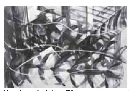 Fotografia em preto e branco, desfocada, com muitas folhas alongadas sobrepostas.