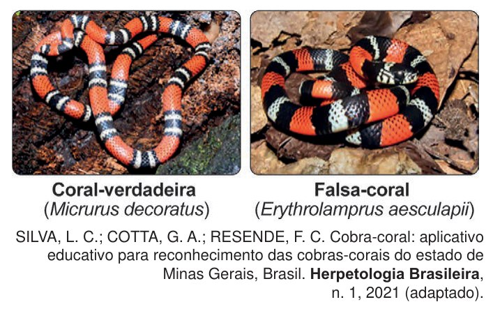 Duas fotografias comparando a coral-verdadeira e a falsa-coral, ambas com faixas vermelhas, pretas e brancas.
