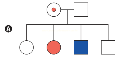 Heredograma A com casal e quatro descendentes, dois deles com símbolos preenchidos em vermelho e azul.