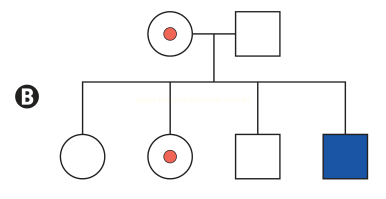 Heredograma B com casal e quatro descendentes, um com marca vermelha e outro preenchido em azul.