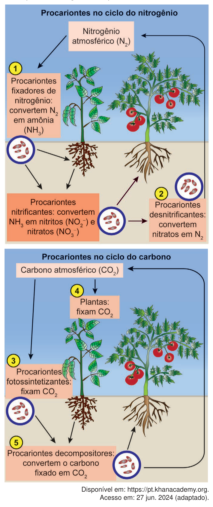 Infográfico com dois painéis sobre procariantes nos ciclos do nitrogênio e do carbono.