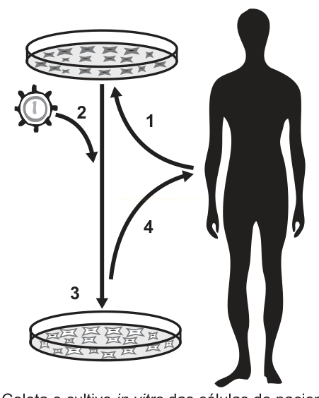 Esquema com placas de Petri, silhueta de corpo humano e setas numeradas de 1 a 4 indicando etapas de coleta e cultivo de células.