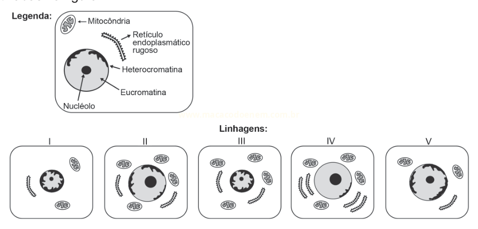 Diagrama de cinco linhagens celulares com legendas de organelas e variação de heterocromatina e eucromatina.