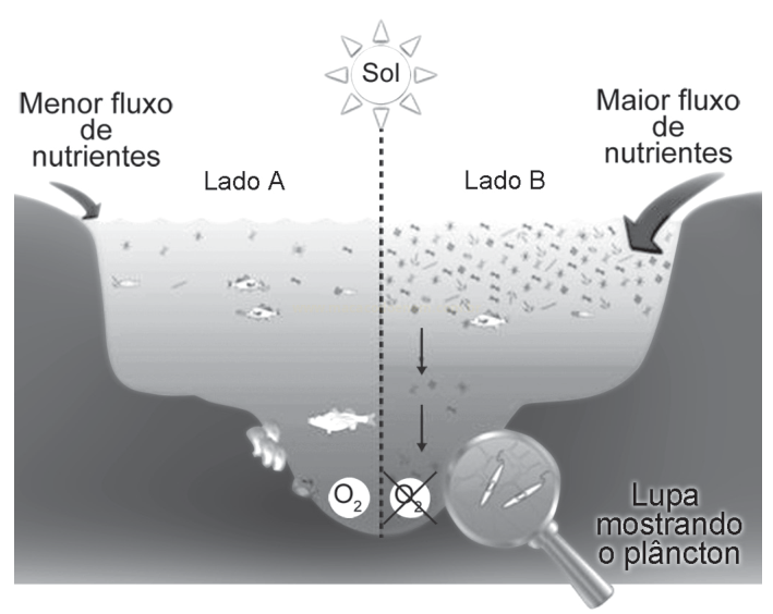 Esquema de um lago dividido em dois lados, com fluxos diferentes de nutrientes, sol, plâncton e indicação de O₂.