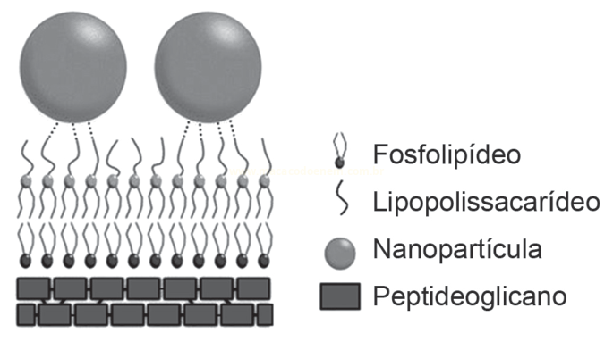 Diagrama de nanopartículas sobre uma bicamada de fosfolipídeos com lipopolissacarídeos e camada de peptideoglicano.