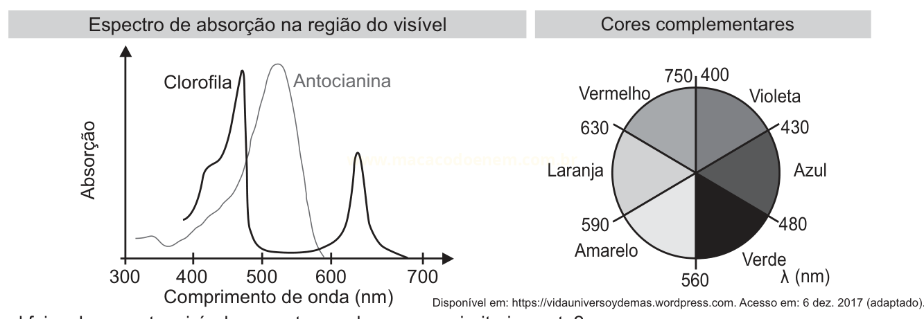 Figura com gráfico do espectro de absorção da clorofila e da antocianina e um círculo de cores complementares com comprimentos de onda.