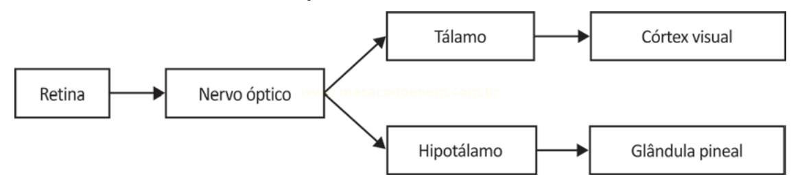 Fluxograma do trajeto visual: retina, nervo óptico, tálamo e córtex visual, hipotálamo e glândula pineal.