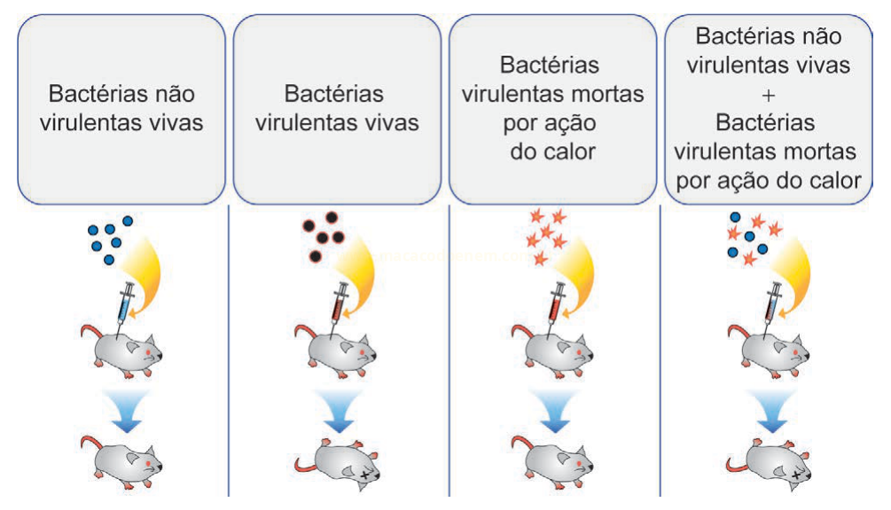 Esquema de experimento em quatro colunas, mostrando a injeção de diferentes bactérias em camundongos e o resultado vivo ou morto em cada caso.