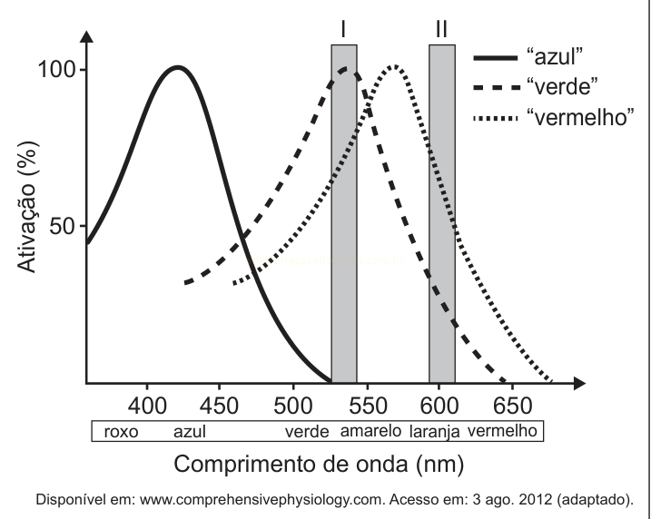 Gráfico de três curvas de absorção/ativação em função do comprimento de onda, com curvas para azul, verde e vermelho e duas barras verticais marcadas I e II.