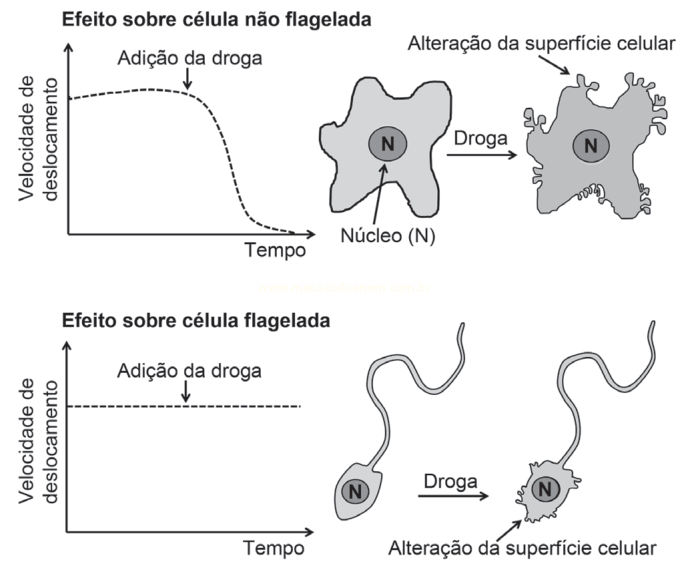 Dois painéis comparando o efeito de uma droga: a célula não flagelada perde velocidade de deslocamento, e a célula flagelada mantém a velocidade.