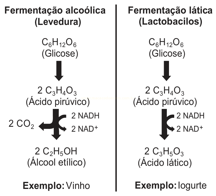 Esquema comparando fermentação alcoólica em leveduras e fermentação lática em lactobacilos, partindo da glicose.