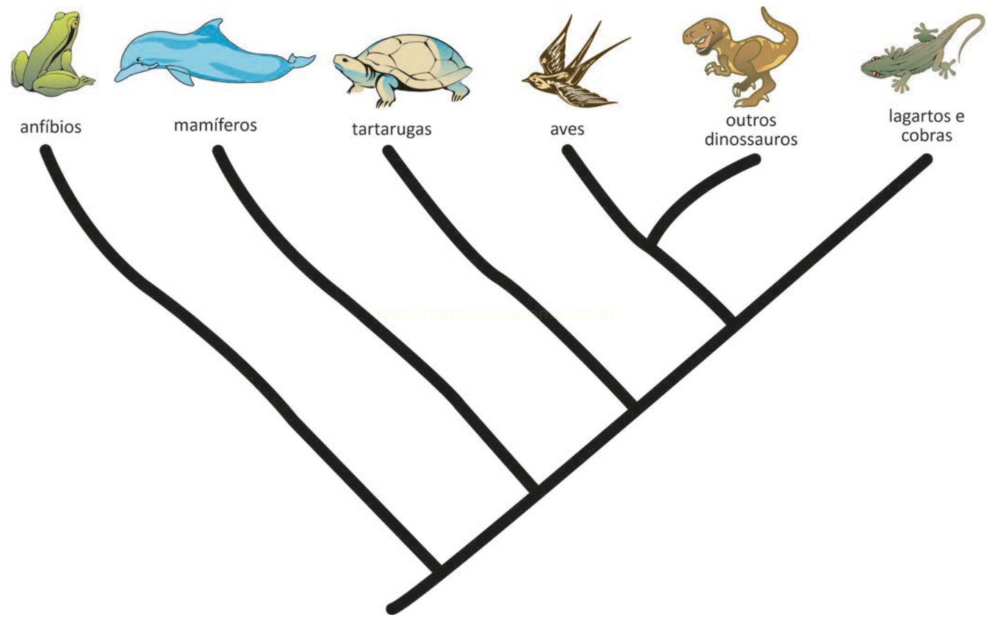 Cladograma com anfíbios, mamíferos, tartarugas, aves, outros dinossauros e lagartos e cobras, mostrando seus parentescos.