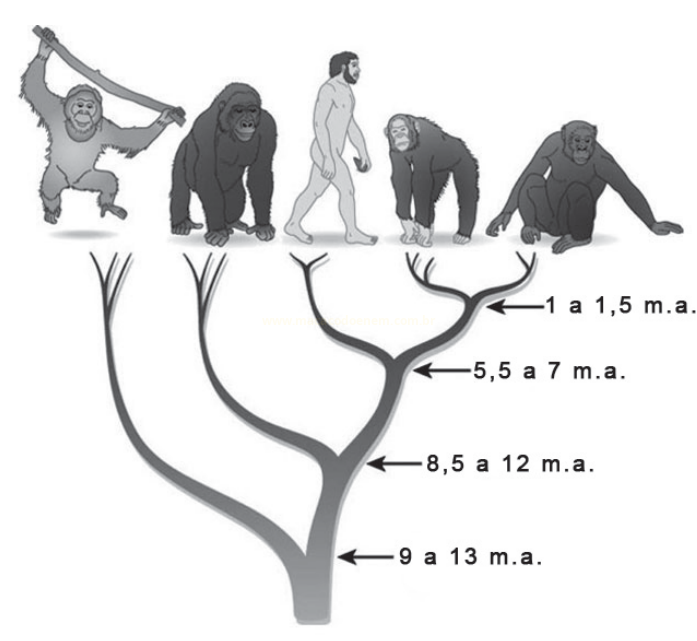 Ilustração de primatas e humanos alinhados sobre uma árvore filogenética ramificada com datas em milhões de anos.