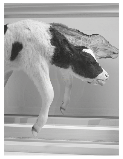 Fotografia em preto e branco de um bezerro taxidermizado com duas cabeças dentro de uma vitrine.