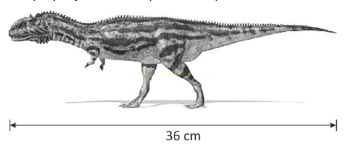 Desenho de um dinossauro bípede de perfil sobre uma barra de escala de 36 cm.