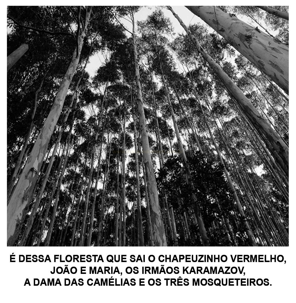 Fotografia em preto e branco, vista de baixo, de uma floresta de árvores altas e finas, com texto sobre escritores.