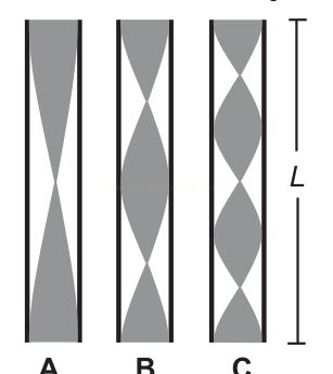 Ilustração de três tubos verticais A, B e C, com formas cinza internas de perfis diferentes e altura L indicada.