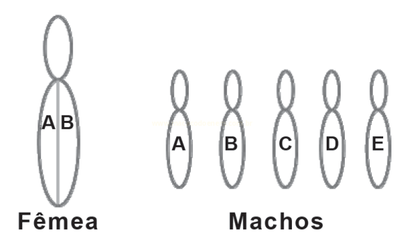 Esquema de cromossomos de uma fêmea e de cinco machos, identificados por letras.