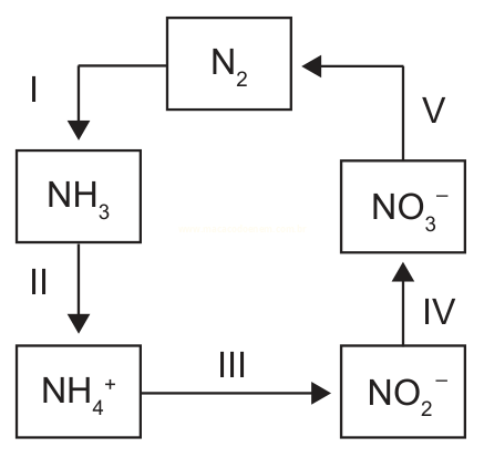 Ciclo do nitrogênio com cinco etapas numeradas de I a V ligando N₂, NH₃, NH₄⁺, NO₂⁻ e NO₃⁻.