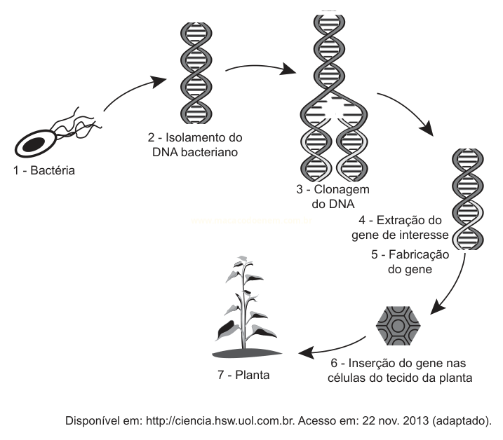 Fluxograma de sete etapas do processo de obtenção de uma planta geneticamente modificada a partir de DNA bacteriano.