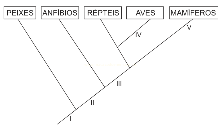 Cladograma com os grupos peixes, anfíbios, répteis, aves e mamíferos, com os nós numerados de I a V.