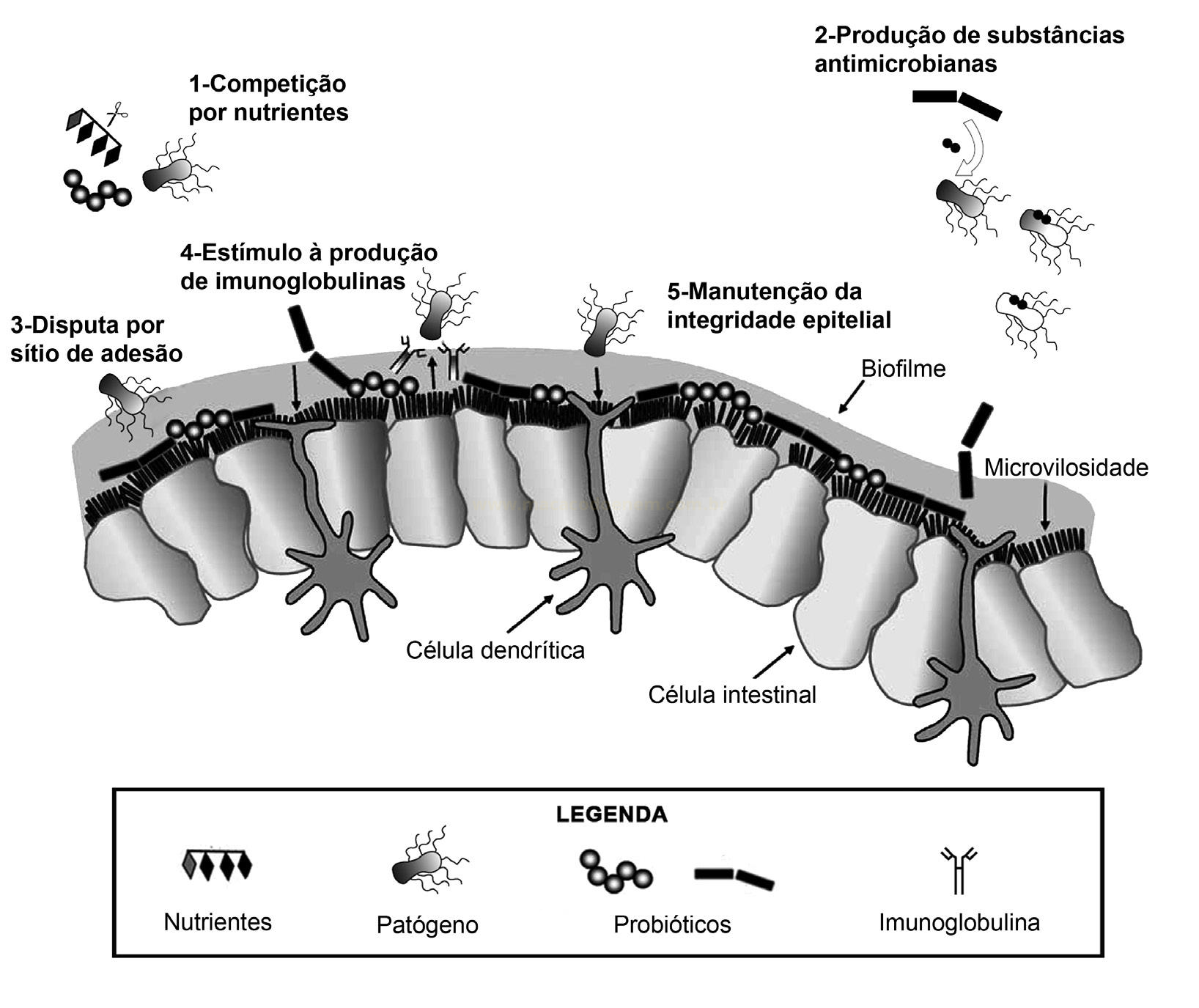Diagrama de corte do epitélio intestinal com probióticos, patógenos e cinco mecanismos numerados, além de legenda.