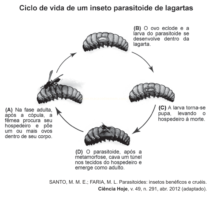 Ilustração de um ciclo de vida em quatro etapas de um inseto parasitoide que se desenvolve dentro de uma lagarta.
