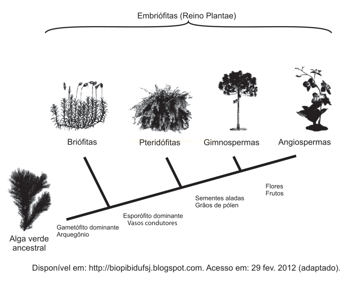 Cladograma das embriófitas, com briófitas, pteridófitas, gimnospermas e angiospermas partindo de uma alga verde ancestral.