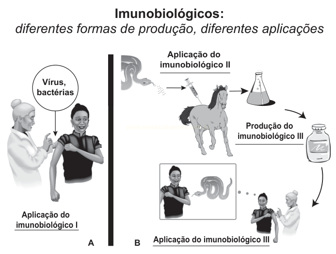 Infográfico sobre imunobiológicos, comparando formas de produção e aplicação de três tipos, com destaque para o soro produzido em cavalo.