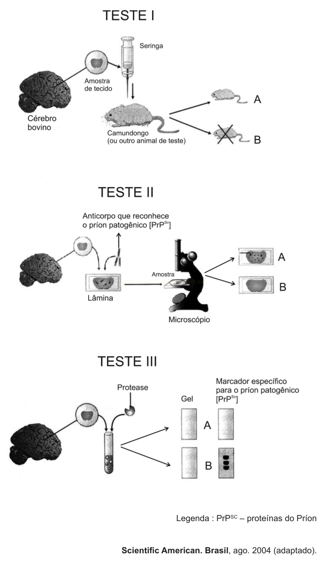 Esquema com três testes de detecção do príon patogênico, usando camundongos, anticorpos em lâmina e gel com protease.