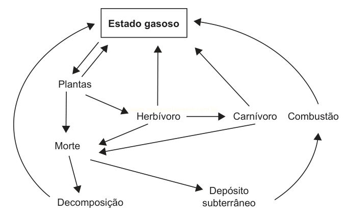 Diagrama do ciclo do carbono com caixas rotuladas (plantas, herbívoros, carnívoros, morte, decomposição, depósito subterrâneo, combustão) ligadas por setas.