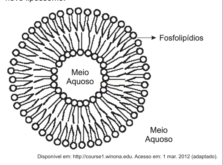Diagrama de corte de uma vesícula de fosfolipídios com camada dupla envolvendo meio aquoso interno e externo.