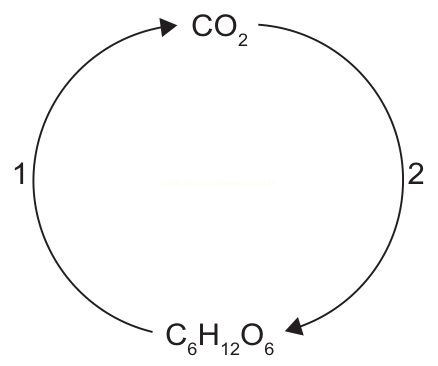 Diagrama circular com setas numeradas 1 e 2 ligando CO2 e C6H12O6 em um ciclo.