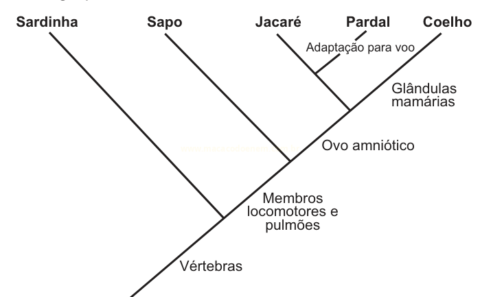 Cladograma com sardinha, sapo, jacaré, pardal e coelho, indicando vértebras, membros e pulmões, ovo amniótico, glândulas mamárias e adaptação para voo.